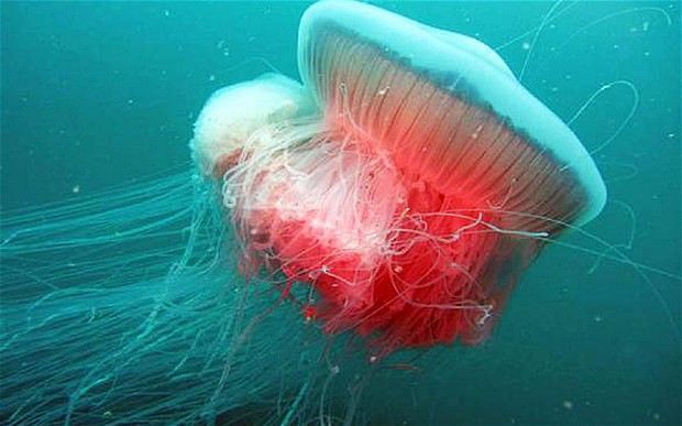 Giant Jellyfish