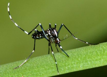 mosquito