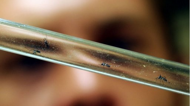 tube of mosquitos