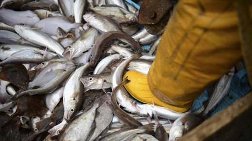 Click to enlarge fish