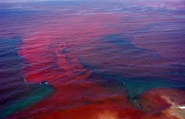 red tide Florida