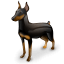 Doberman Doberman