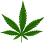 Marijuana