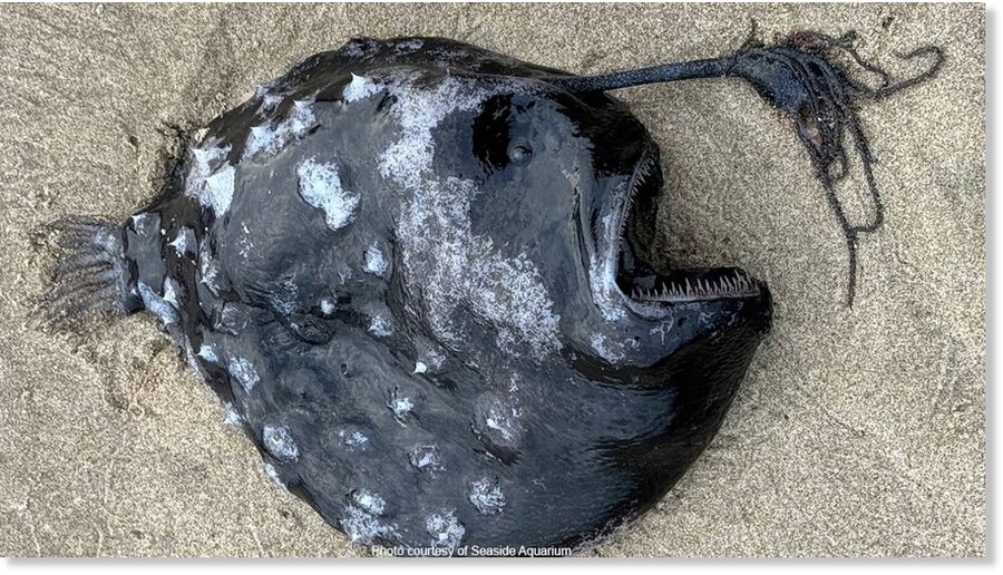 Rare deep-sea angler fish found near Cannon Beach(Seaside Aquarium)
