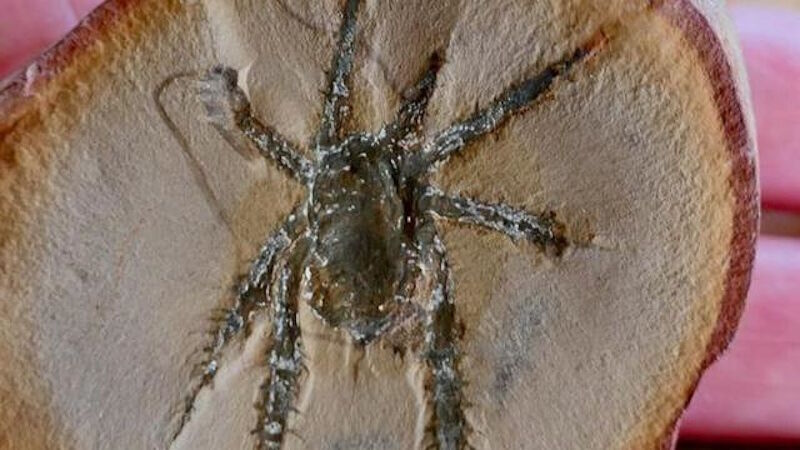 Douglassarachne acanthopoda  fossil spider prickly legs